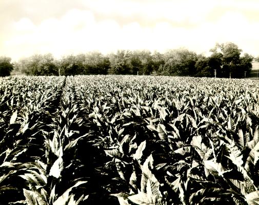 Burley tobacco, just before cutting season