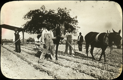 Unidentified African American men working in the field and leading plow horses