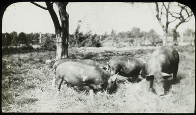 Pigs eating