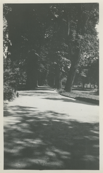 Street lined with trees.   