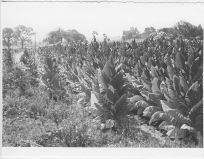 Series S-84-M3: Mercer Co., tobacco field in Braxton