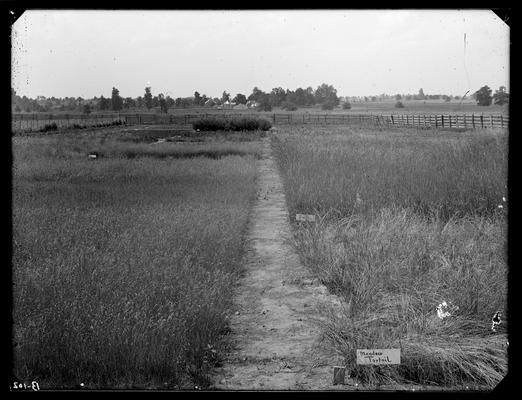 Old grass plots, Experiment Farm