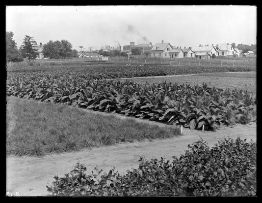 Forage plots