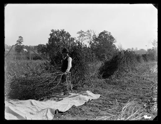 Hemp, unidentified man beating out seed, Experiment Farm