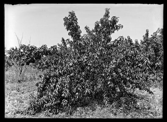 Peach orchard, Ellis Brothers & W.H. Fisk, tree