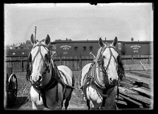 Team of horses