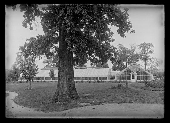 Elmendorf greenhouses, tree in foreground