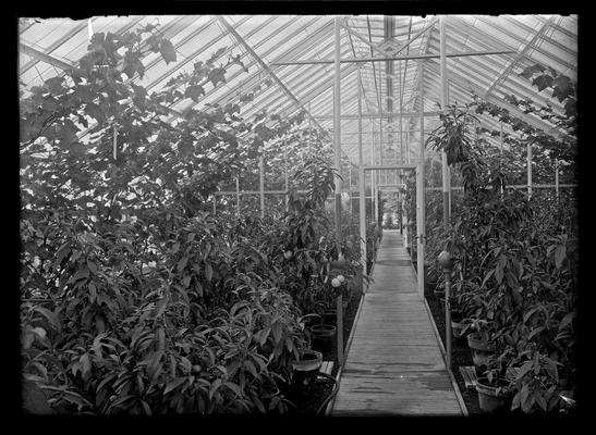 Elmendorf greenhouses, interior