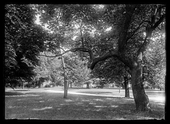 Trees in front of Patterson Hall