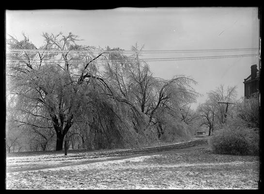 Sleet, trees, view from Mechanical Hall