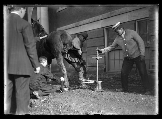 Taking x-ray of horse's foot for Sphar, four men