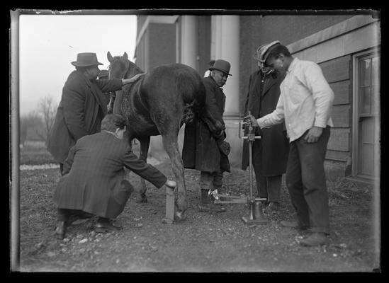 Taking x-ray of horse's foot for Sphar, five men