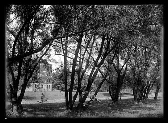 Willows on campus