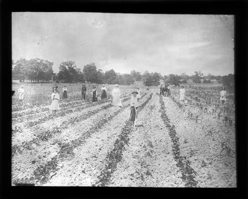 Land donated by Dr. Sprague for a school garden