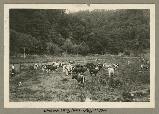 Title handwritten on photograph mounting: Elkhorn Dairy Herd