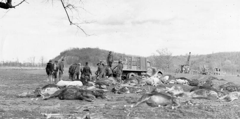 1937 Flood. Disposal of dead animals. WPA workers hauling away dead horses, cows, pigs and dogs, drowned just south of Louisville, KY. View photographed February 10, 1937