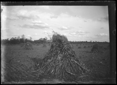 Stacks of a crops in field