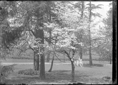 Trees with wooden fence in background