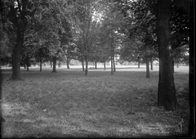 Trees with building slightly visible in background