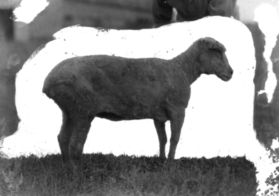 Man holding sheep