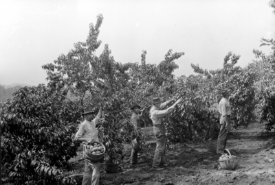 Ellis brothers, men picking fruit from orchard