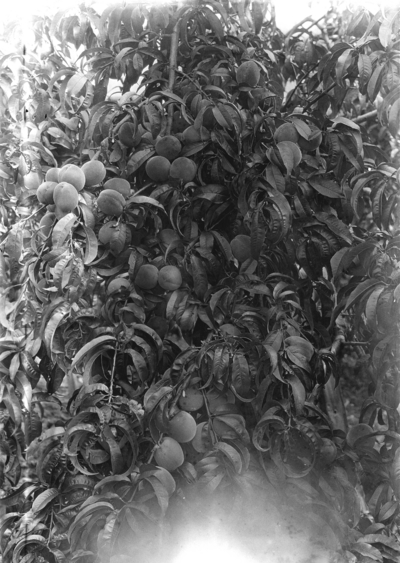 Ellis Brothers, close-up of peach tree