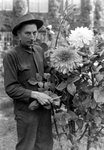 Man with Dahlias