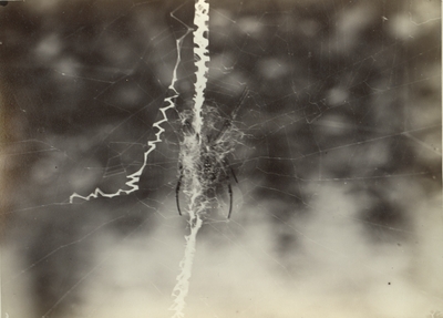 Garden Spider and web at Spring Street Place