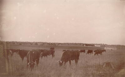 Cows in pasture