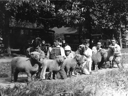 Men showing their prized sheep