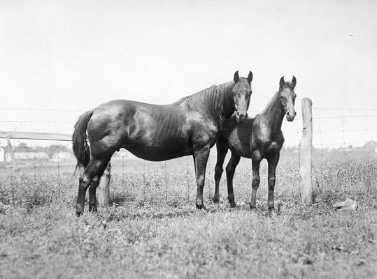 Mare and colt