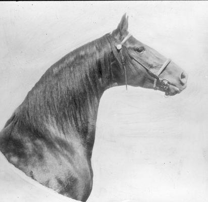 Horse, Man O' War