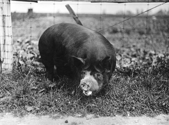 Pig, Kentucky Agricultural Experiment Station