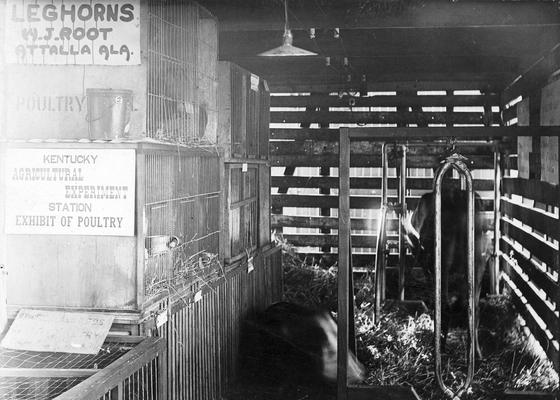 Cows inside a barn with the exhibit of poultry, sign quotes, 