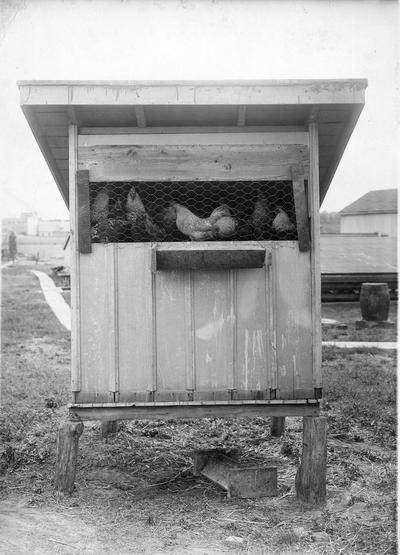 Chickens in chicken coop