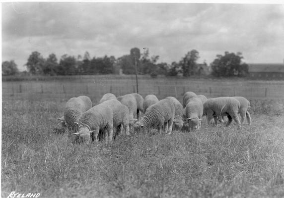 Sheep grazing