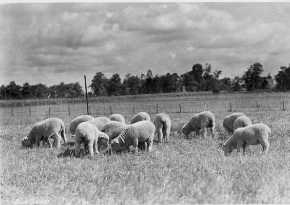 Sheep grazing