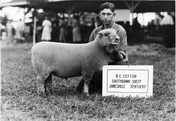 B. C. Cotton, Southdown sheep, Jonesville, Kentucky