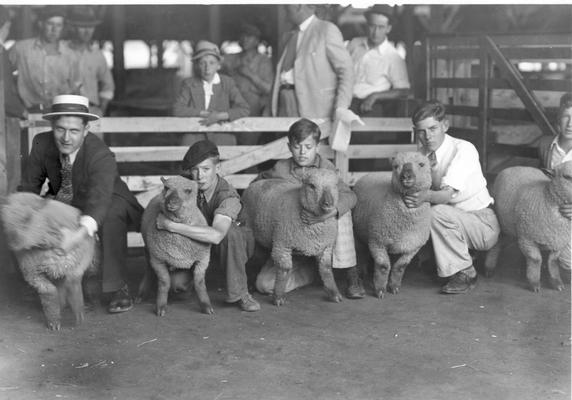 Young men showing their sheep in competition