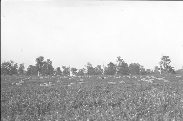 Sheep in a field