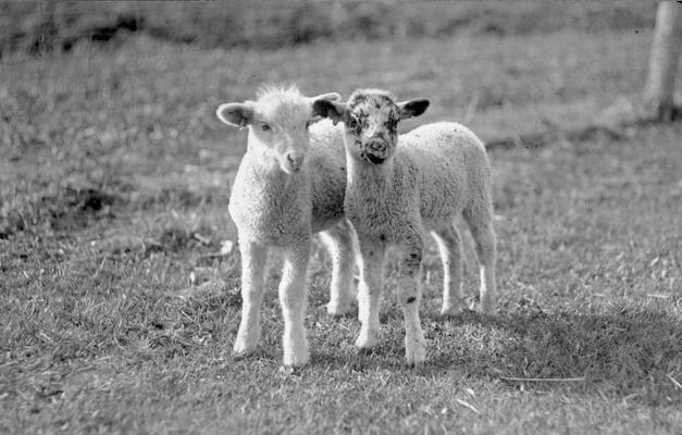 Lambs