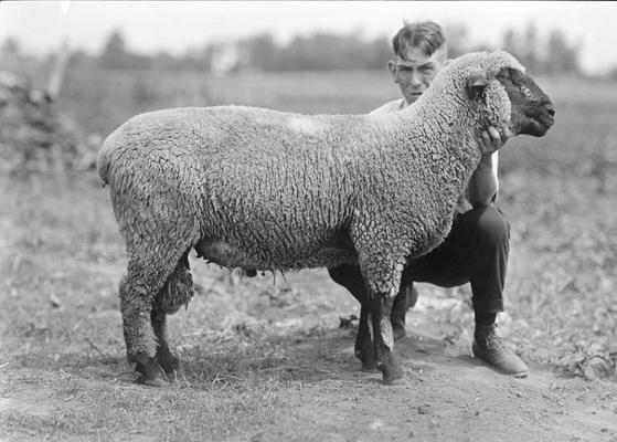 Man and sheep