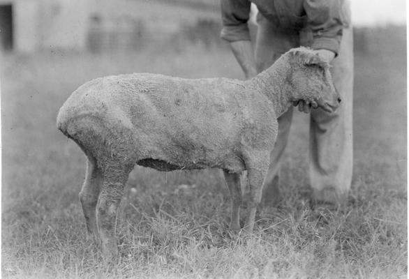 Sheared sheep