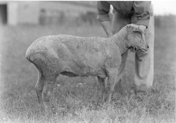 Sheared sheep