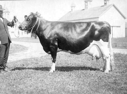 Cow