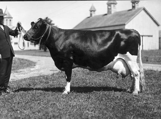 Cow