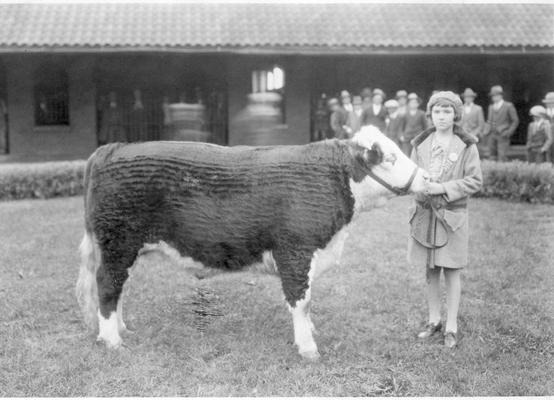 Show cow with trainer