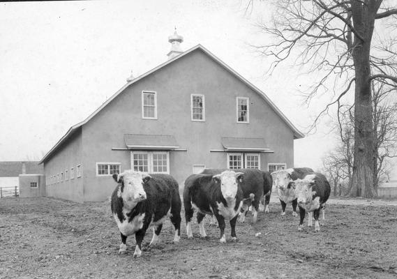 Short horned hereford cows in front of barn