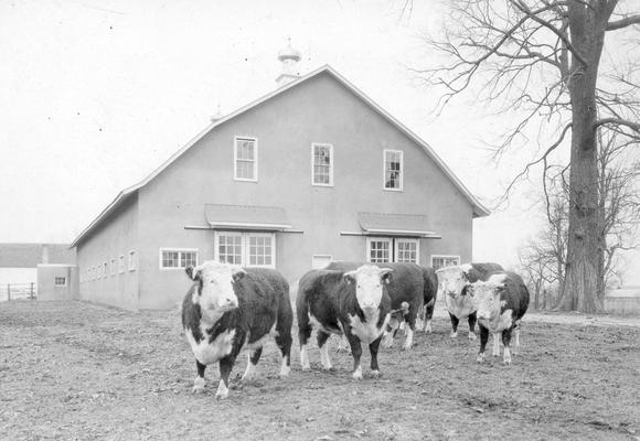 Short horned hereford cows in front of barn