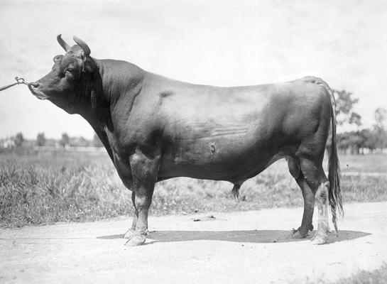 Bull